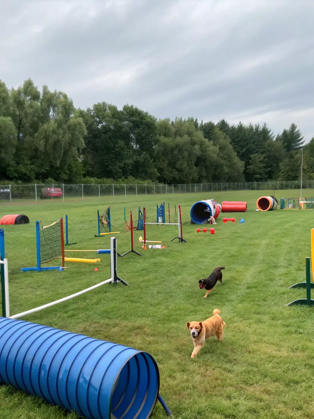 A vibrant image of people participating in a dog-friendly obstacle course, showcasing the fun and active environment of CANIPOTOS 22.